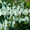 They are commonly called gum trees, because they can extrude a copious sap from wounds in the bark. Https Encrypted Tbn0 Gstatic Com Images Q Tbn And9gcrf8 Leokpxgy7bcsjadxnbnojgwhb2p9iij0qpdo88vlhc8a9s Usqp Cau
