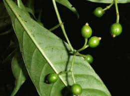 Image result for Psychotria succulenta