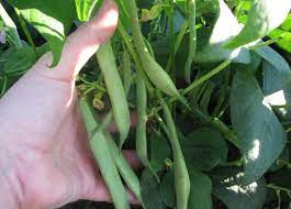 How To Grow Red Kidney Beans Morflora