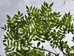 Ash tree gum extracted from certain varieties used to serve to sweeten food. Ash Tree Planting Pruning And Advice On Caring For It