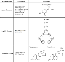 17 2 Hormones Anatomy Physiology