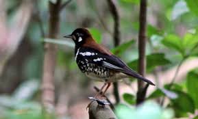 Tapi agar lebih mudah, kami akan menjelaskan seluruh ciri anis jantan dan betina dalam 2 bagian yang berbeda. Daftar Harga Burung Anis Merah Dan Kembang Terbaru 2021 Kicaumania Net