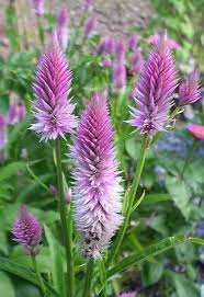 Celosia Flamingo Feather Celosia Spicata Flower Seeds Celosia Flower Plants