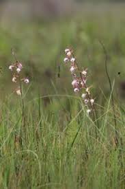 Image result for Eulophia caricifolia