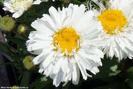 Maybe you would like to learn more about one of these? Leucanthemum Maximum Freak Havlis Cz