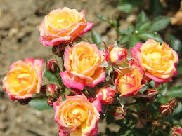 Often sold as bushes at garden centers but when plants are allowed to grow larger, they make beautiful colorful. Patio Rose Little Sunset Order Online Ashwood Nurseries