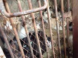 Check spelling or type a new query. Garanda Animaux Ù…Ø§Ù‡ÙŠ Ø§Ù„Ù‚Ø§Ù„ÙˆÙØ© C Est Quoi La Galoufa Facebook