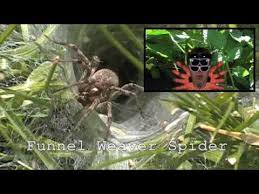 Funnel weaver spider is a small brown spider. Learn About The Funnel Weaver Spider Youtube