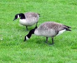 The only 100% effective method to get rid of the geese is to drain the pond which i am sure you don't want to do. Getting Rid Of Goose Poop At Your Dorset Area Cottage Pennykielydorsetrealtor