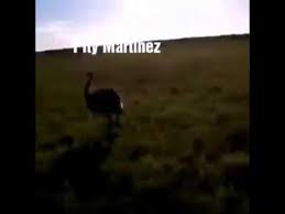 Fue entregarlo todo por respeto al hincha y a los carlos izquierdoz, pieza clave en el armado de la defensa del boca de gustavo alfaro, recordó la histórica final de la copa libertadores ante river y se. Izquierdos Corriendo Al Pity Martinez Meme Youtube