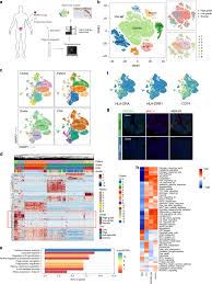 The bladder collects urine from the kidneys before expelling it from the body through urination. Single Cell Rna Sequencing Highlights The Role Of Inflammatory Cancer Associated Fibroblasts In Bladder Urothelial Carcinoma Nature Communications