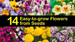 African or american type marigolds grow 3 to 5 feet tall, but you can find shorter and more compact varieties. 14 Easy To Grow Flowers From Seeds