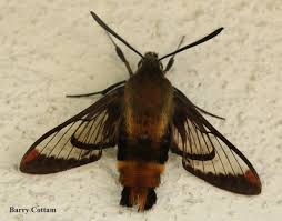 We did not find results for: A Case Of Moth Envy Hummingbird Moths Of Our Area Wild Pollinator Partners