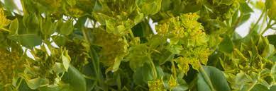 Bupleurum Seeds Organic Johnny S Selected Seeds