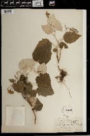 Image result for Senecio laticorymbosus