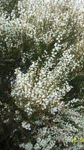 Cytisus X Praecox Albus White Broom Shrub Buy Online Uk Shrubs Plants Broom Plant
