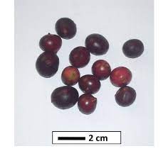 Light grey 4 hole new style corozo button. Corozo Bactris Guineensis Fruit Download Scientific Diagram