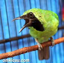 Cucak ijo gacor jamtrok nembak full isian. Gambar Wallpaper Burung Cucak Ijo Pernik Wallpaper