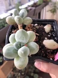 We did not find results for: Pin On Jardineria