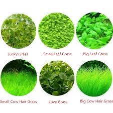 Suburb selected different grasses tolerate different soil types, levels of wear and shade, and require varying levels of maintenance. 6 Aquarium Plants Aquatic Water Grass Carpet Seeds 100 Each Buy Online At Best Prices In Pakistan Daraz Pk