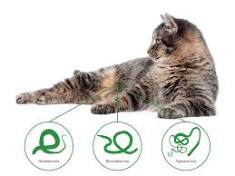 Dronspot For Cats Vetoquinol Pet Uk