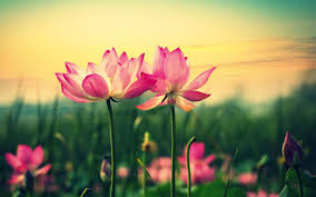 Desktopwalls needs your help in order to grow. Hd Flowers Computer Wallpapers Wallpaper Cave