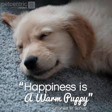 5 Inspirational Pinterest Pet Quotes - Petcentric by Purina via Relatably.com