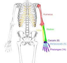 A fracture (broken bone) or a sprain in the arm due to a fall may. The Upper Limbs Human Anatomy And Physiology Lab Bsb 141