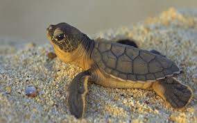 Cute Turtle Wallpaper 1920x1200 3676 The best gifs are on giphy. cute turtle wallpaper 1920x1200 3676