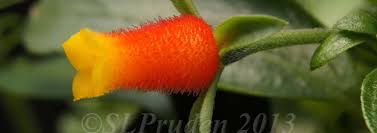 Manettia bicolor candy corn plant firecracker vine 5. Manettia Species Candy Corn Vine Cigar Flower Firecracker Vine Manettia Luteorubra