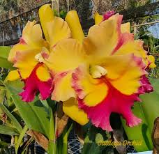 Image result for Satyrium orbiculare