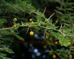 Image result for Rhamphicarpa brevipedicellata