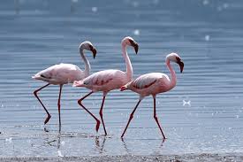 Image result for lesser flamingo