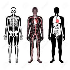 In front of the fascia are the abdominal muscles and skin. Man Skeleton Internal Organs Circulatory System Anatomy Anatomical Royalty Free Cliparts Vectors And Stock Illustration Image 144298918