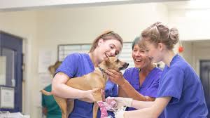 Wicker park veterinary clinic is dedicated to providing the best care possible to your pet in lincoln park. Vets In And Around Lincoln Local Vets In And Around Lincoln Park View Vet Hospital