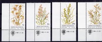 Image result for Monocymbium