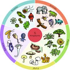 Classification Of Living Things Biodiversity Siyavula