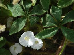 Image result for Merremia aegyptia