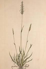 Image result for Anthoxanthum