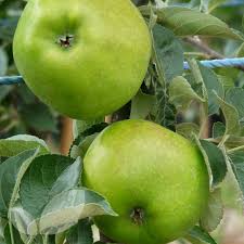 Willis orchard company offers a wide selection of fruit trees! Bountiful Apple Trees Buy Fruit Trees From Blackmoor