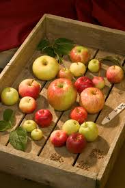 The planting goal of the fruitrees new york initiative is to plant 65 new fruit trees this spring and fall. Using The World S Oldest Apple Trees To Supply New Ones Usda