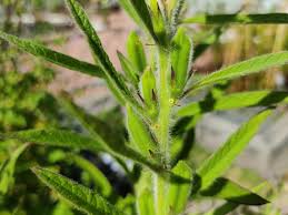 Image result for Sesamum schinzianum