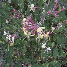 Image result for Lonicera