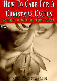 There are reports of plants being handed down from generation to generation and being over 100 years old. How To Care For A Christmas Cactus And Keep It Alive For Years To Come The Farmer S Lamp