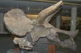 Smallest Triceratops Skull Ever Found Provides Clues To Dinosaur S Growth Paleontology Science Nature Skull