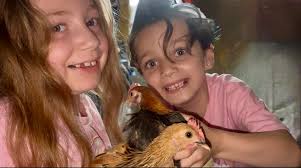 When to introduce young chickens to layer feed?