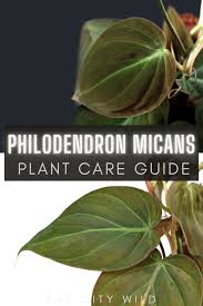 Your plant sounds like a velvet philodendron or philodendron micans. Philodendron Micans Care Guide Velvet Leaf Philodendron