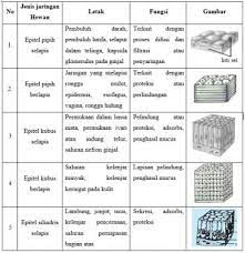 Maybe you would like to learn more about one of these? 4 Jaringan Hewan Jenis Fungsi Letak Gambar Dan Contoh