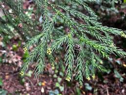Image result for Cryptomeria