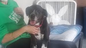 Peta's trademark lettuce ladies in columbus, ohio. Dog At Ohio Animal Shelter For 7 Years Receives Hundreds Of Adoption Inquiries Wsyx